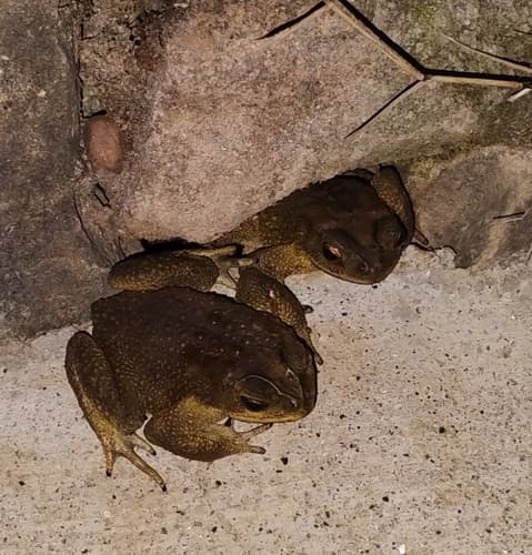 Asian Common Toad