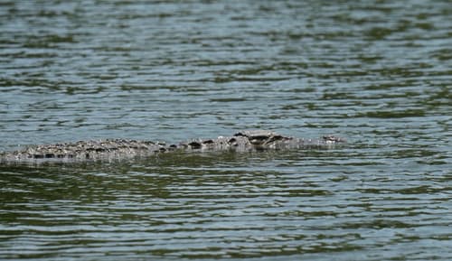 Mugger Crocodile