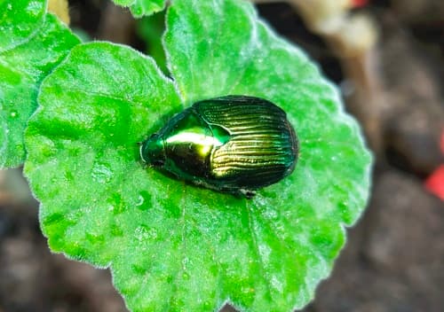 Callistethus regina