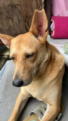 Domestic Dog