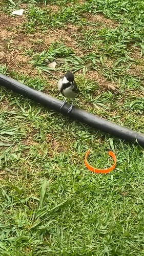 Asian Tit