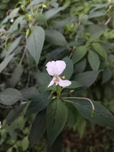 Impatiens cuspidata