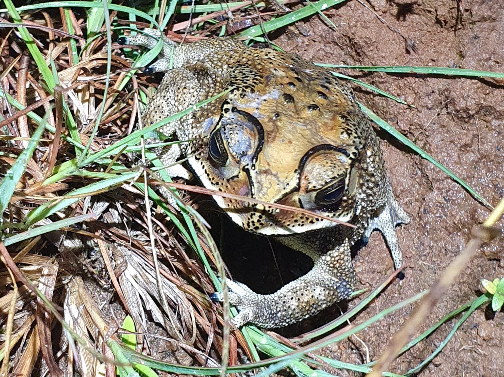 Asian Toad
